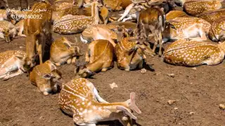 اغنية محلا الدار والديرة مع صور اردنية تستحق المشاهدة 