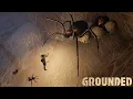 Where To Find Black Widow Spiders in Grounded All 4 Black Widow Locations
