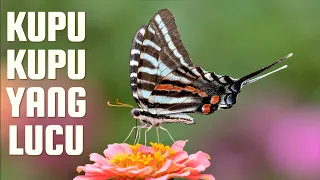 kupu kupu yang lucu lagu anak indonesia populer