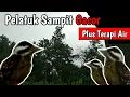 Download Lagu Pelatuk Sampit Gacor dan Terapi air | Pancingan untuk burung anda | woodpacker