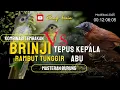 Download Lagu TEMBAKAN⁉️SUARA BURUNG MASTERAN BRINJI RAMBUT TINGGIR KOMBINASI TEPUS KEPALA ABU@BangKonin #birds
