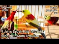 Download Lagu BIKIN SALFOK!!! 4 Jenis Sepah Raja Tercantik Yang Super Mewah dan Terlangka