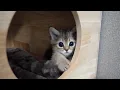 Download Lagu Cute kitten who peeks out from the cat tower and gazes at us...