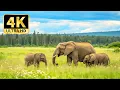 Download Lagu Explore the Animal Kingdom in 4K – Diverse Animal Scenes with Peaceful Relaxing Music