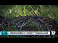 Nearly 200 Burmese pythons removed during Florida s Python Challenge