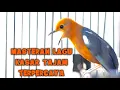 Download Lagu MASTERAN ANIS MERAH, ANIS MERAH TELER LAGU KASAR DAN TAJAM