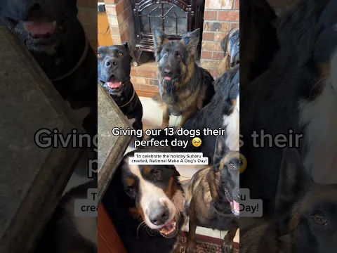 National Make A Dog's Day for 13 Dogs