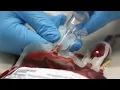 Massive Transfusion Protocol MTP