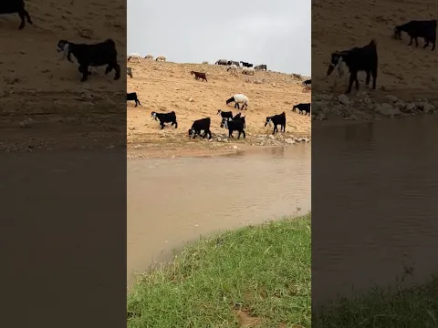 يا سعود ما بالبكاء منقود لو البكاء مايريحنا