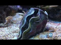 Giant Clam Opens Up