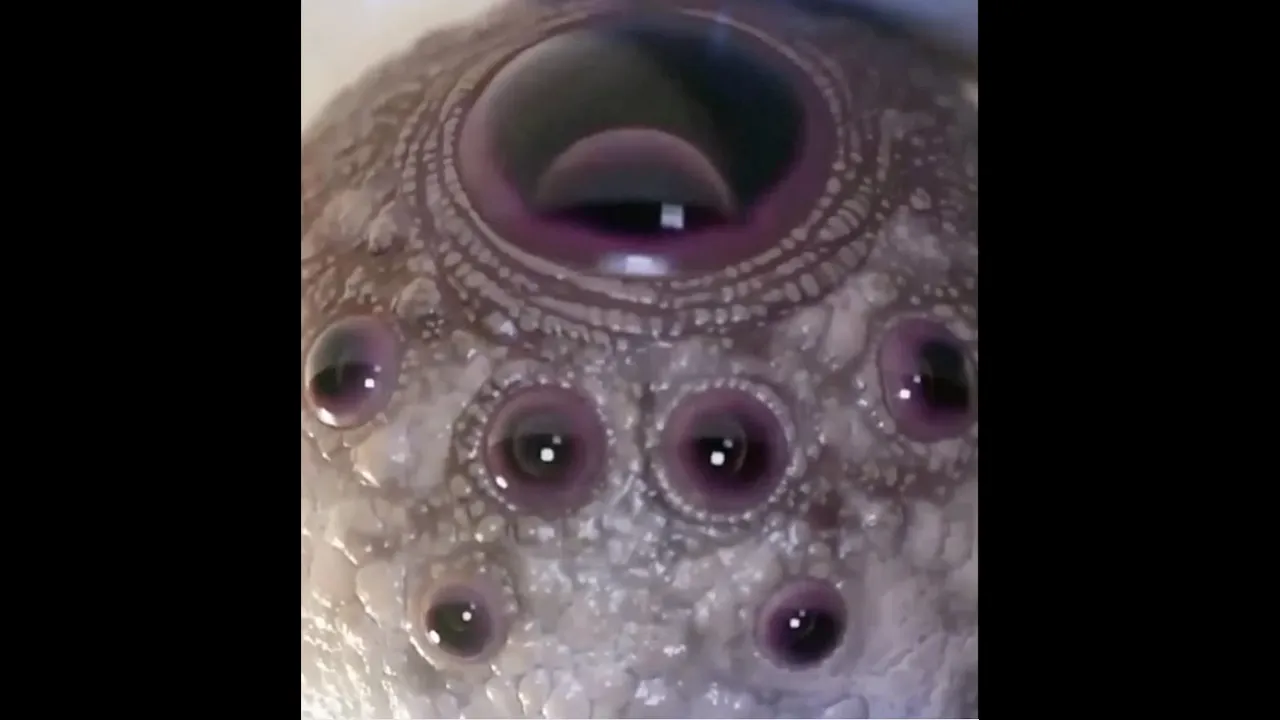 Multi-Eyed Biological Entity