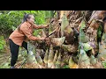 Download Lagu De oogst van gigantische bamboescheuten wordt naar de markt gebracht om roergebakken bamboescheut...