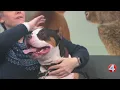 SPCA Monday Odin available for adoption