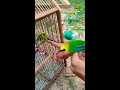 Download Lagu Baru dapat, mantap banget. kicau burung cucak ranting