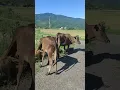 Download Lagu gembala sapi #sapi #cow #bull #shortvideo