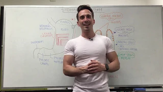Stomach Anatomy Location Structure