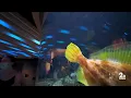 First Saturday to give National Aquarium attendees with disabilities a crowd-free head start