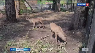 В Большереченском зоопарке выбрали имена для оленят