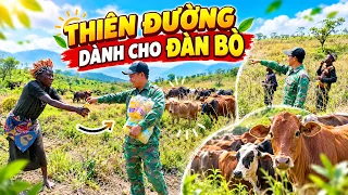 Quanglinhvlogs || Nơi Đây Chính Là Thiên Đường Dành Cho Đàn Bò Của QL Farm.