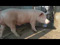 Pure Large White Yorkshire boar for sale