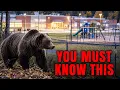 The Hidden Reason Grizzly Bears Are Appearing Near Schools and Parks More What Researchers Found