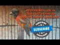 Download Lagu Red siskin gacor full 3jam 1/2 nonstop suara mewah untuk masteran murai batu dan burung ocehan lain!