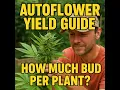 Maximize Your Autoflower Cannabis Yield Tips Tricks