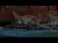 lilium - sleeping inside