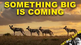 What Nine Wild Dogs Found on the Airstrip | Virtual Safari #338