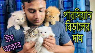 Download Persian Cat Price In BD | Persian Kitten For Sale | Cat For Sale | Triple Coat Persian Cat | Persian MP3