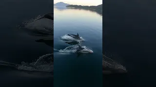 Simply Dolphins 🐬🐬 #wildlife