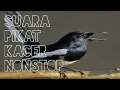 Download Lagu Suara pikat kacer nonstop