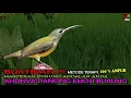 Download Lagu Suara Masteran Burung Pijantung Gacor Ngekek Kasar Suara Burung Pijantung Pasti Suka