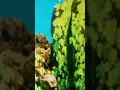 شيرين _ اه لو جاني/ Shirene-Ah law Gany Tany