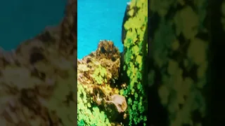 شيرين   اه لو جاني                           دندنها