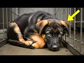 Download Lagu Abandoned German Shepherd Puppy at Shelter Wouldn’t Stop Crying — Until One Woman Changed Everything