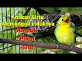 Download Lagu Suara anakan burung sirtu memanggil induknya/suara pikat sirtu