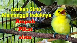 suara anakan burung sirtu memanggil induknya suara pikat sirtu