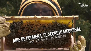 Aire de Colmena: El Secreto Medicinal que Salva a las Abejas- TvAgro por Juan Gonzalo Angel
