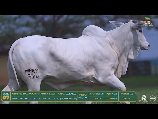 Novilha Nelore MMVA-6302