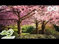Download Lagu Prachtige ontspannende muziek • Romantische Japanse muziek om bij te ontspannen