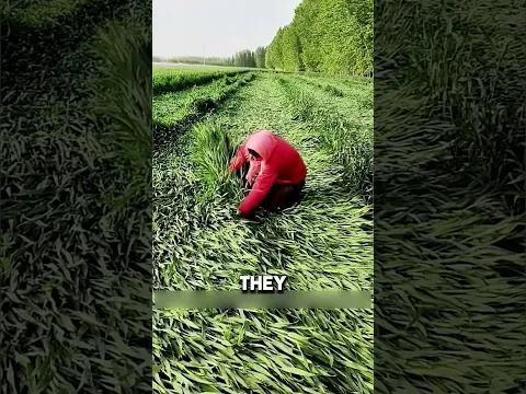 formar has amazing trick to grow his field fast