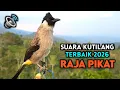 Lagu Suara Burung Kutilang Gacor Juara Di Tahun 2026 Terbaik Untuk Masteran 
