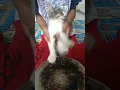 Download Lagu kucing main drum 😆 #shorts #viralshorts #funny