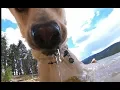 Turbo goes to Turquoise Lake in Leadville Colorado Belgian malinois husky mix