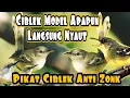 Download Lagu Ciblek Betina Memanggil Jantan | Sukses bikin Ciblek Bahan Langsung Bunyi