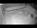 Guinea Pigs Night Vision Blink Camera