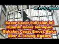 Kacer Gacor Full Isian ini Dijamin Kacer Manapun Bakalan Cepat Emosi, Buka Ekor \u0026 Tarung Ngobra