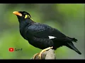 Download Lagu Masteran Burung Beo di Alam Bebas Paling Jooss