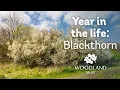 Download Lagu A Year in the Life of a Blackthorn Tree | Woodland Trust